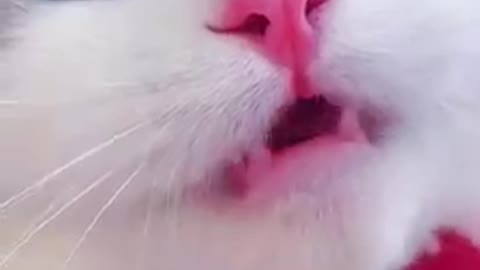 Compilation OF Funny Cats Naughty Cat😍