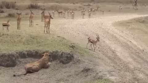 The innocent fawn faces the dangerous lion hunt