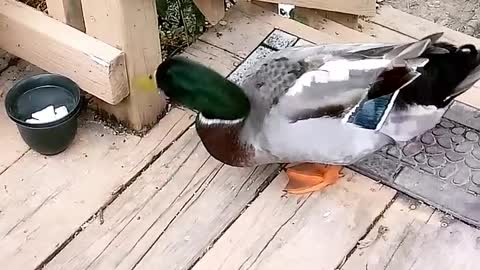 Duck on Deck