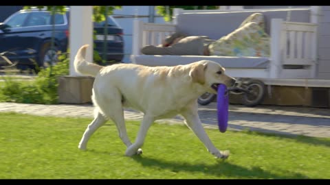 Aqui estão 7 maneiras de cuidar da saúde do seu cachorro.