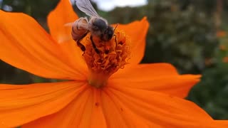 Bee Life In The Flowers - Nature and Life