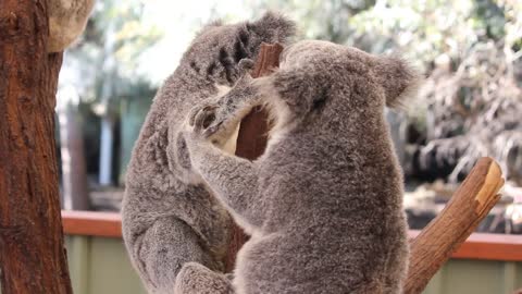 Koala Fight Club