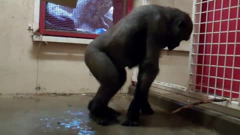 Break Dancing Gorilla at the Calgary Zoo