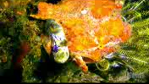 sighting_beauty_nature under the sea