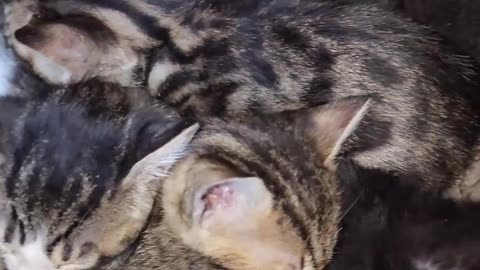 A mother cat always chooses the perfect place to give birth and raise kittens.