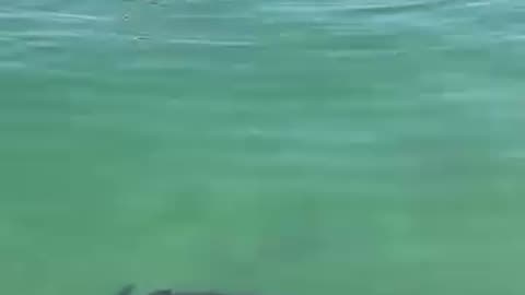 Surfing with great white sharks