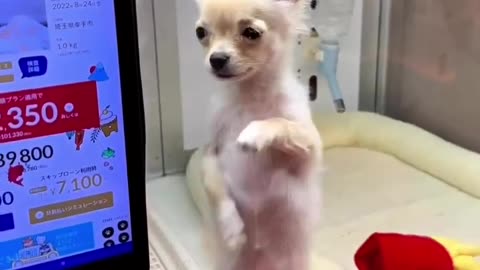 Little cute dog dancing funny video