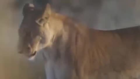 Hungry Eagle Attacks Lion Cub, Faces Fierce Retaliation from Mother Lion - Hunter to Prey!