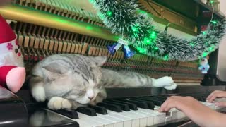 Baby Shark - Meow Piano Version | Songs for Children