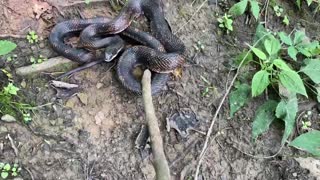 Ohio Black Rat Snake