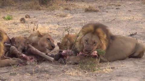 LIONS VS HYENAS - Clash of Enemies