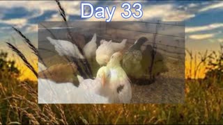 Week 5 Of Our New Baby Chickens Growth And Development