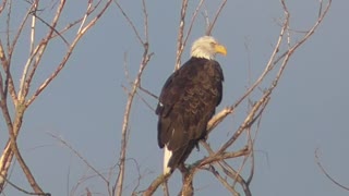 270 Toussaint Wildlife - Oak Harbor Ohio - Eagle Can't Get Enough Adoration