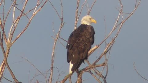 270 Toussaint Wildlife - Oak Harbor Ohio - Eagle Can't Get Enough Adoration