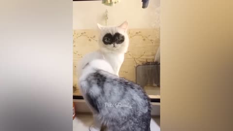 Funny cats