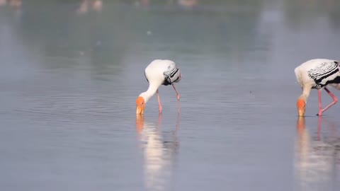 Feeding behaviour of Painted Storks