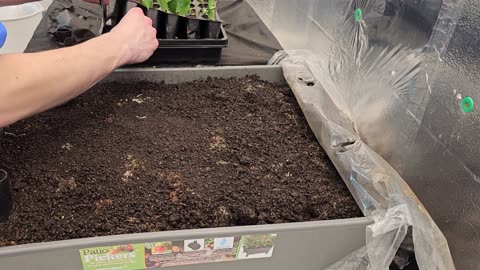 Indoor Vegetables Grow Series Episode 1 - Transplanting Beans, Cannabis, No Till Living Soil