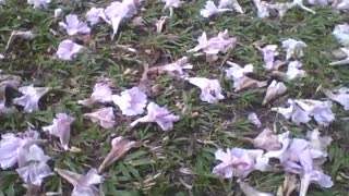 Beautiful purple elder flowers in the grass on the park ground [Nature & Animals]