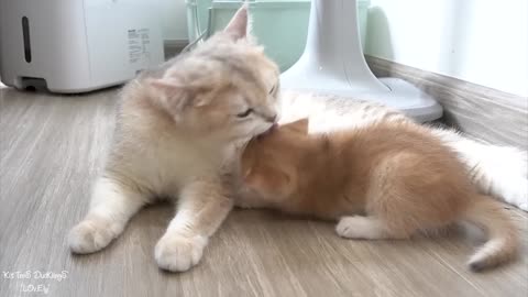 Top videos of mother cat showing love to her kittens [Part 1]. Cute animals videos
