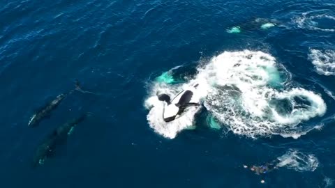 swimming with Orcas ❤️