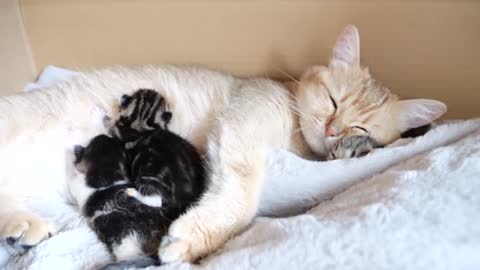 Mother cat sleeps surrounded by baby kittens