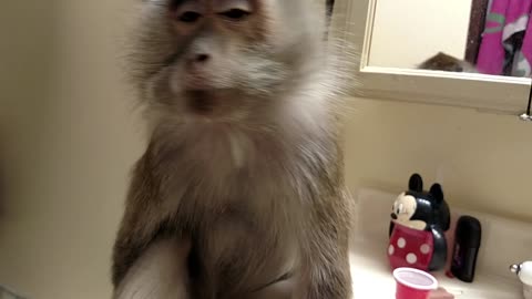 Monkey tells human to kiss her butt