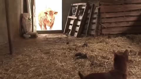 Dog unbreakable bond with cow