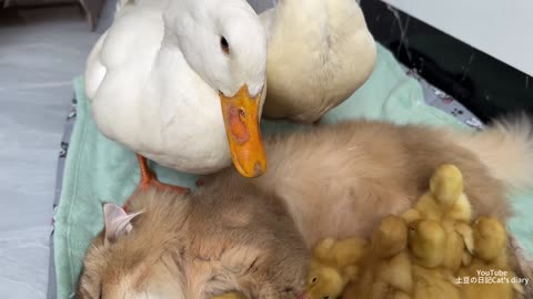 The cat took over the custody of the ducklings_ The mother duck apologized to the cat_Funny cute pet