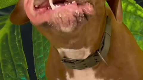 ASMR Dog Eating chicken