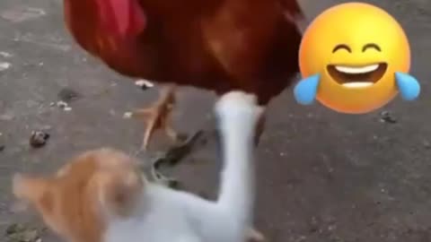 Cat Vs Rooster - Who will win?