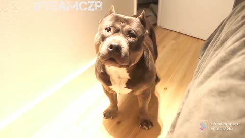 Funny dogs American bully is so smart