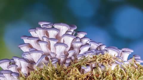 Life span of an oyster mushroom