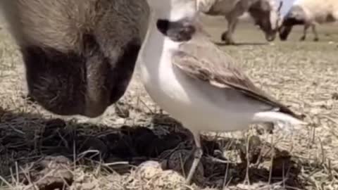 Is the bird talking to the sheep