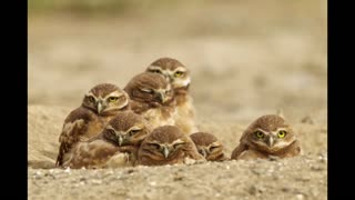 Burrowing owls and why they’re the best owl
