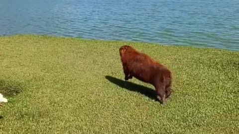 Dogs Chase Capybaras Into Water