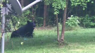 Black bear in back yard Part 1