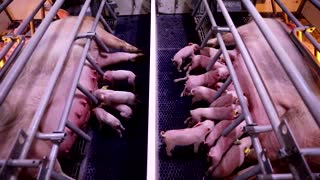 China pig farms go high-tech for self-sufficiency