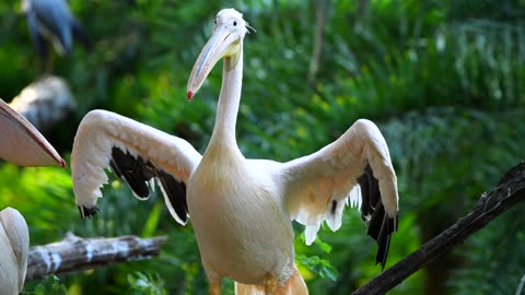 Pelican #Animals