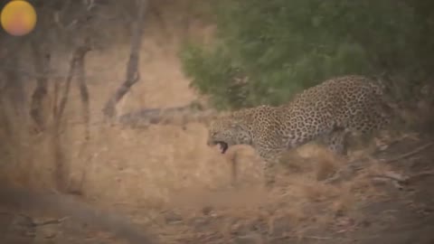 The most brutal leopard attack in the wild