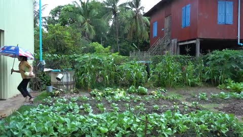 Heavy rain in my village, I harvest cabbage to make hot soup