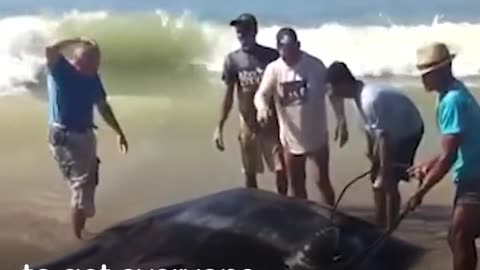 People Rescue Giant Manta Ray From Fishing Net | The Dodo