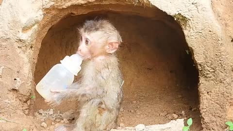 Oh my God, poor kley is so pathetic, very hungry for milk, I saw kley working in a cave