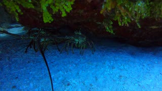 Cozumel SCUBA Diving Paraiso Reef Spiny Lobster