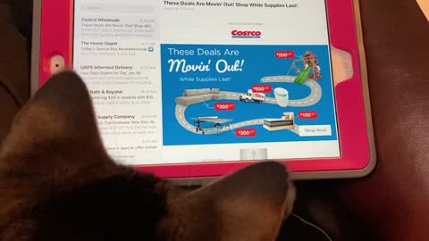Cat Watches iPad