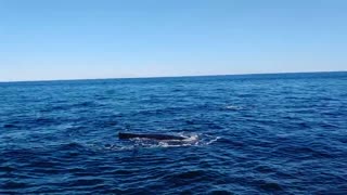 Humpback Whales near Cape Cod, MA