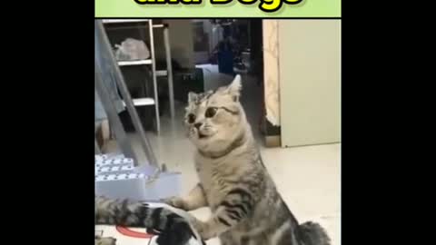 Funny cats 😂🤣🤣🤣🤣🤣 dogs