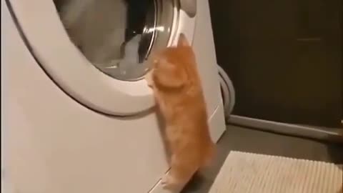curious kitten 🐾🐈