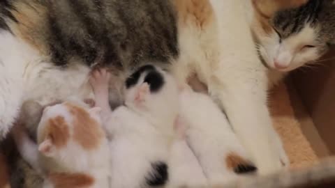 Mother cat love to baby cat viral video