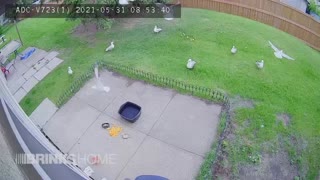 Seagulls pictured by backyard Camera