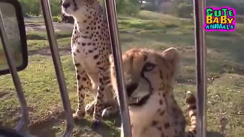 Cheetah Meowing are Super Cute - Cheetah Meow Sound